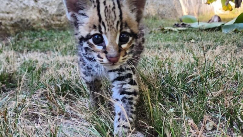 Filhote de jaguatirica resgatado pela Sema é destinado para zoológico de Curitiba