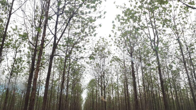 Produtor com floresta plantada para fim comercial precisa se cadastrar no Indea