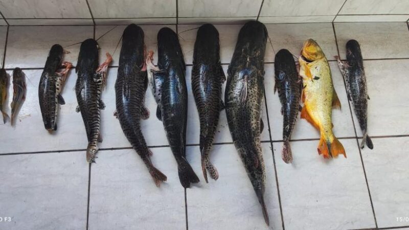 PM apreende 80 quilos de pescado irregular e prende dupla por crime ambiental em zona rural